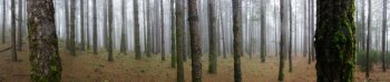 Pine forest panorama